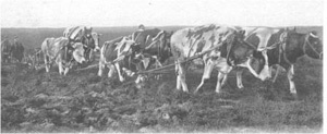 Afbeelding ontginning tot productiebos