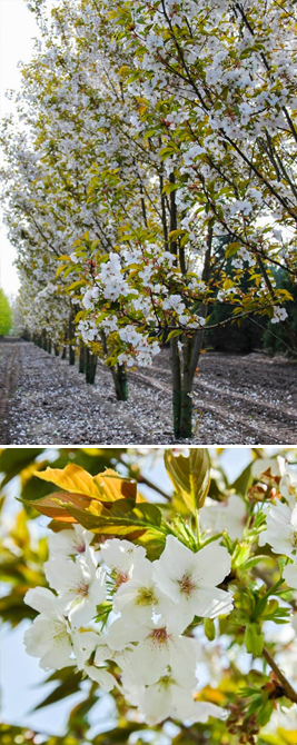 Foto van witte sierkers