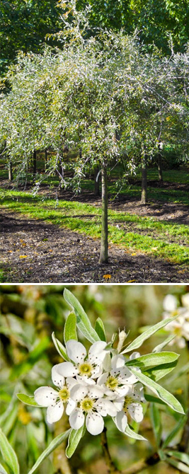 Wildbladige peer - Pyrus salicifolia ‘Pendula’