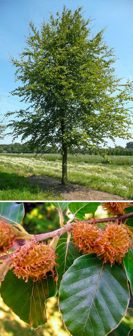 Beuk - Fagus sylvatica