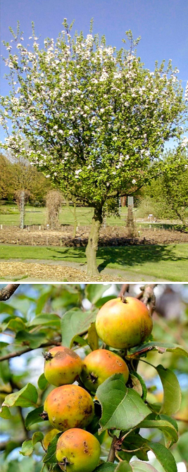 Wilde appel - Malus sylvestris