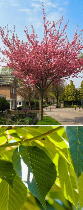 Foto van roze Sierkers