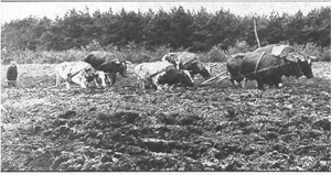 Afbeelding ontginning tot productiebos