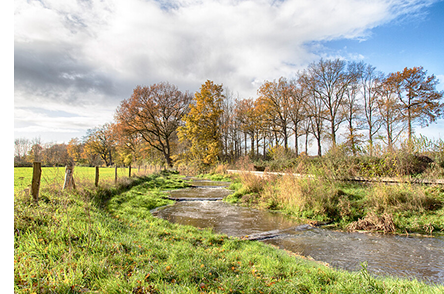 Bos en water bij Schuitenbeek