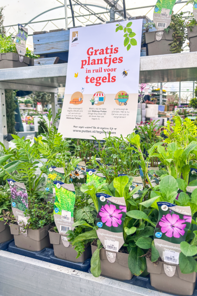 Roze plantjes bij de Welkoop in Putten